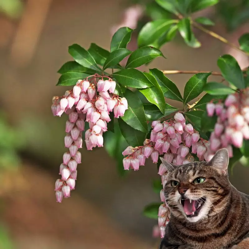 Cat hisses at Andromeda Japonica