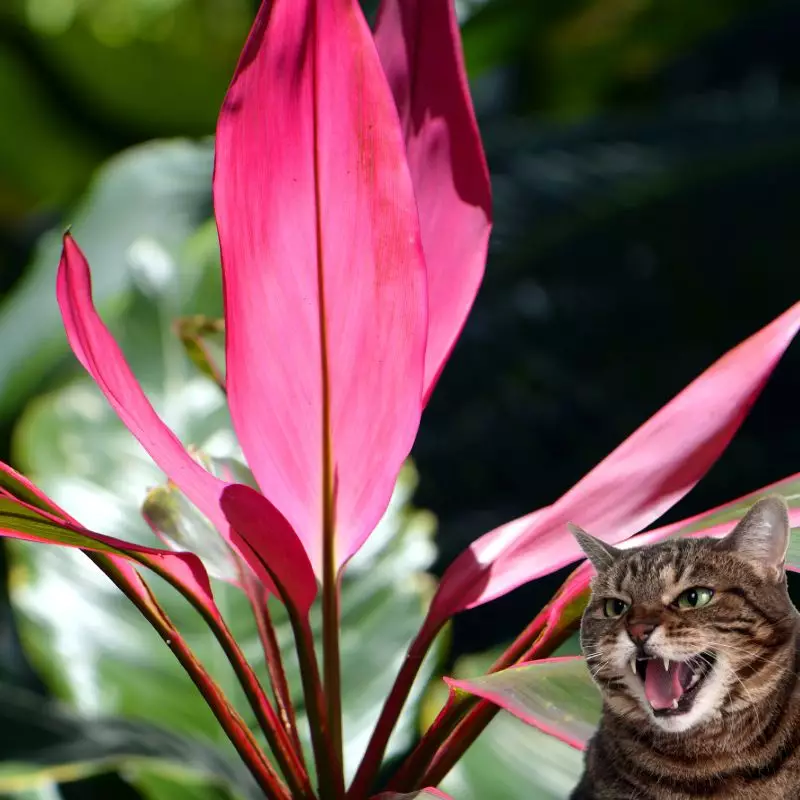 Cat hisses at Baby Doll Ti Plant