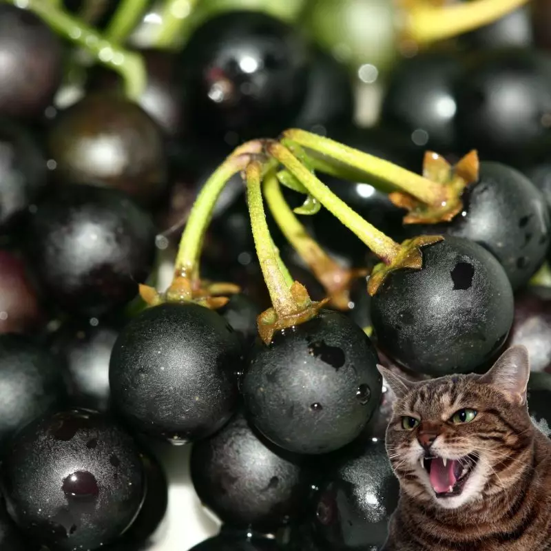 Cat hisses at Black Nightshade