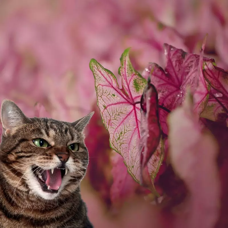 Cat hisses at Caladium