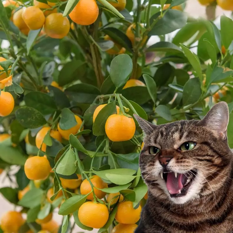 Cat hisses at Calamondin Orange