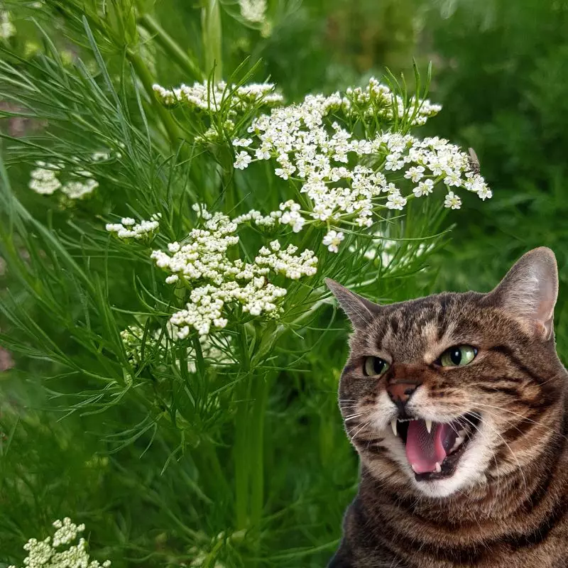 Cat hisses at Caraway