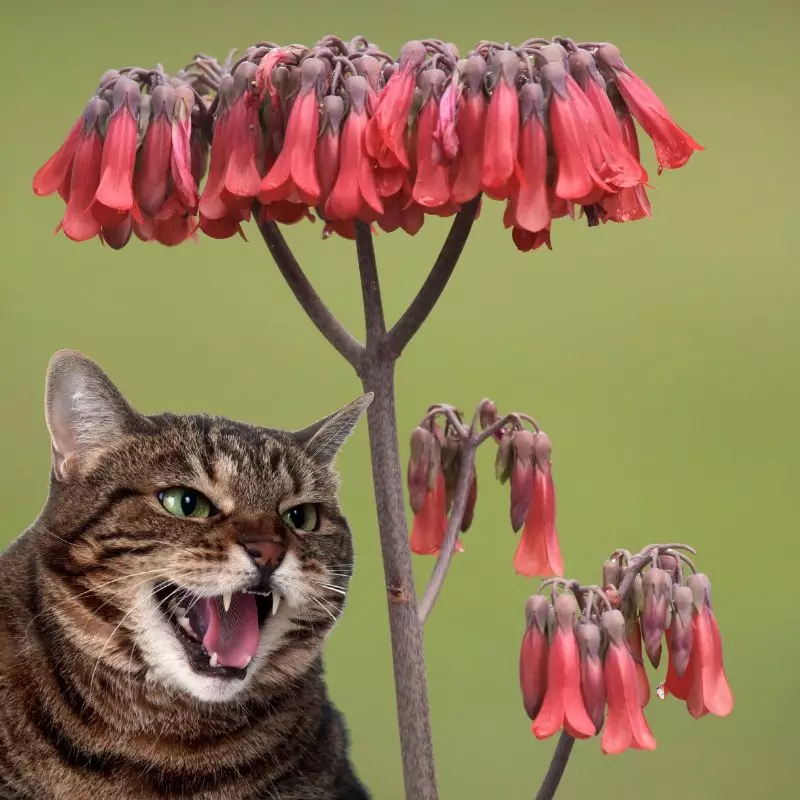 Cat hisses at Chandelier