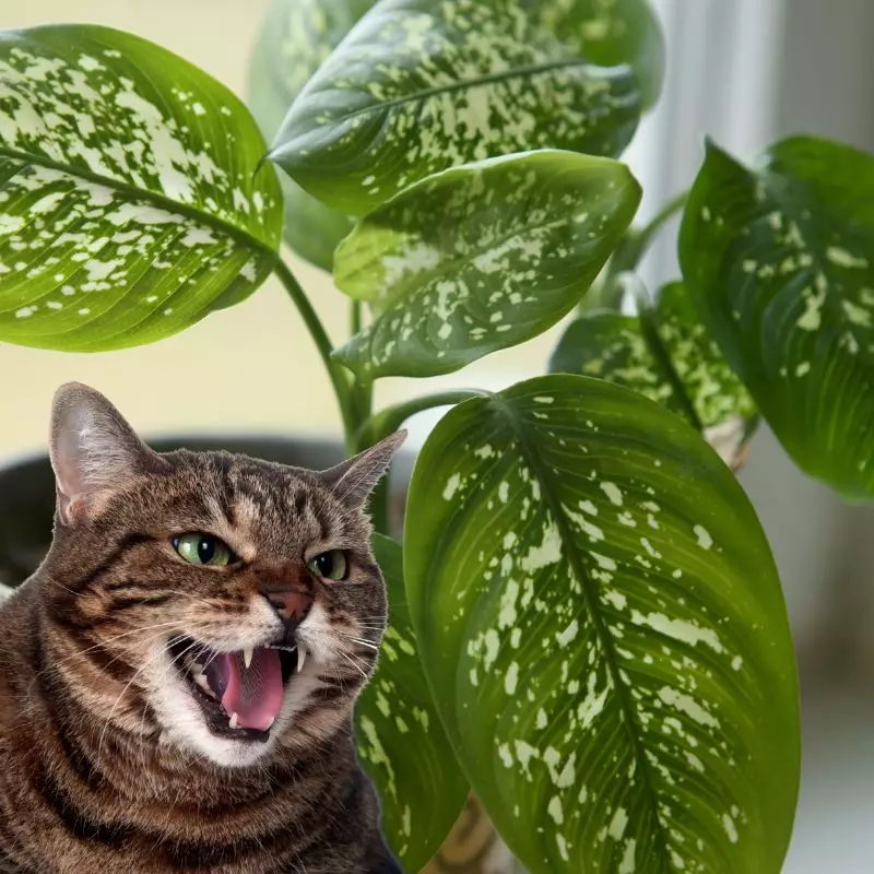 Cat hisses at Charming Dieffenbachia