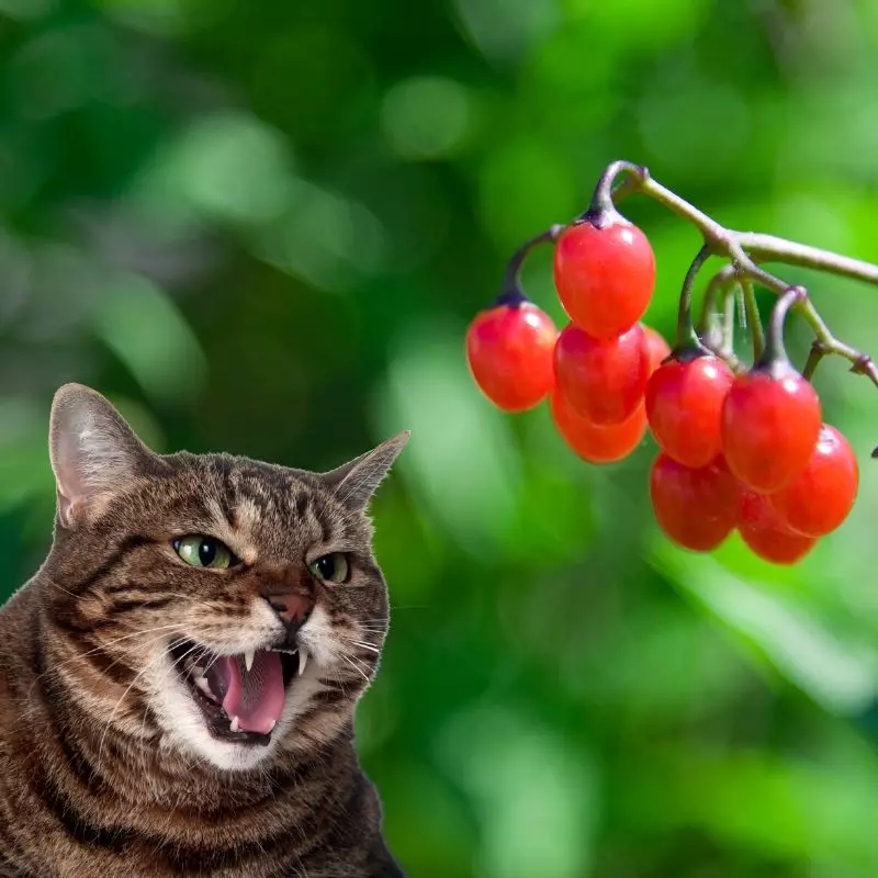 Cat hisses at Climbing Nightshade