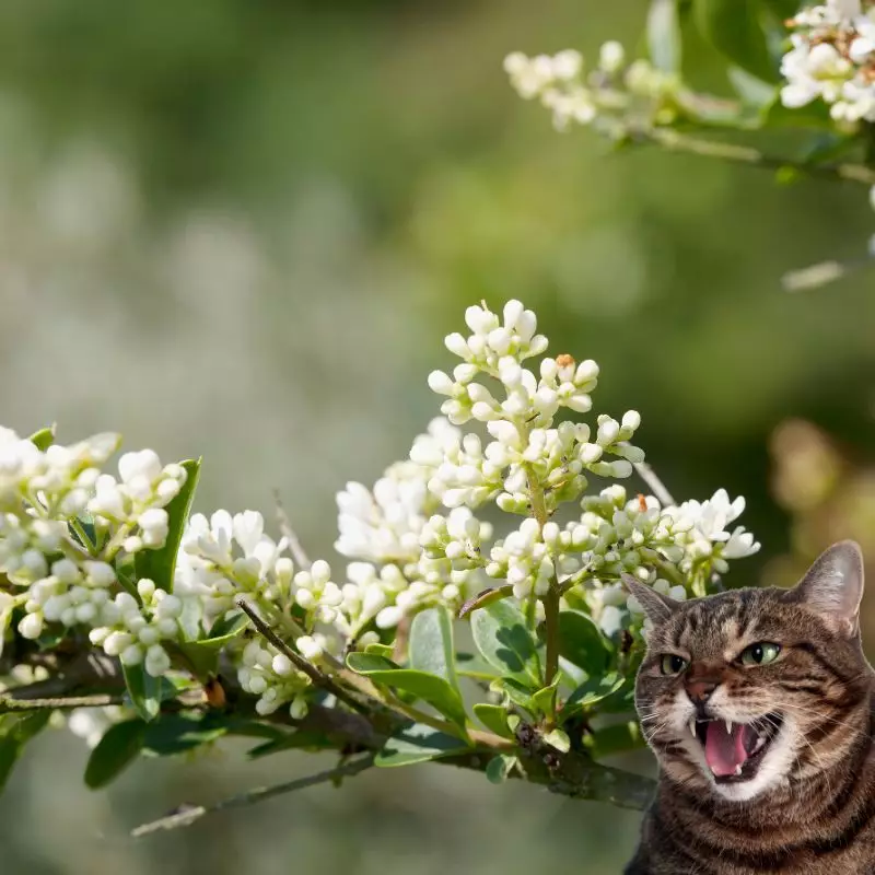 Cat hisses at Common Privet