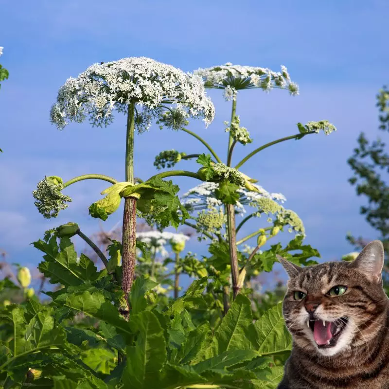 Cat hisses at Cow Parsnip