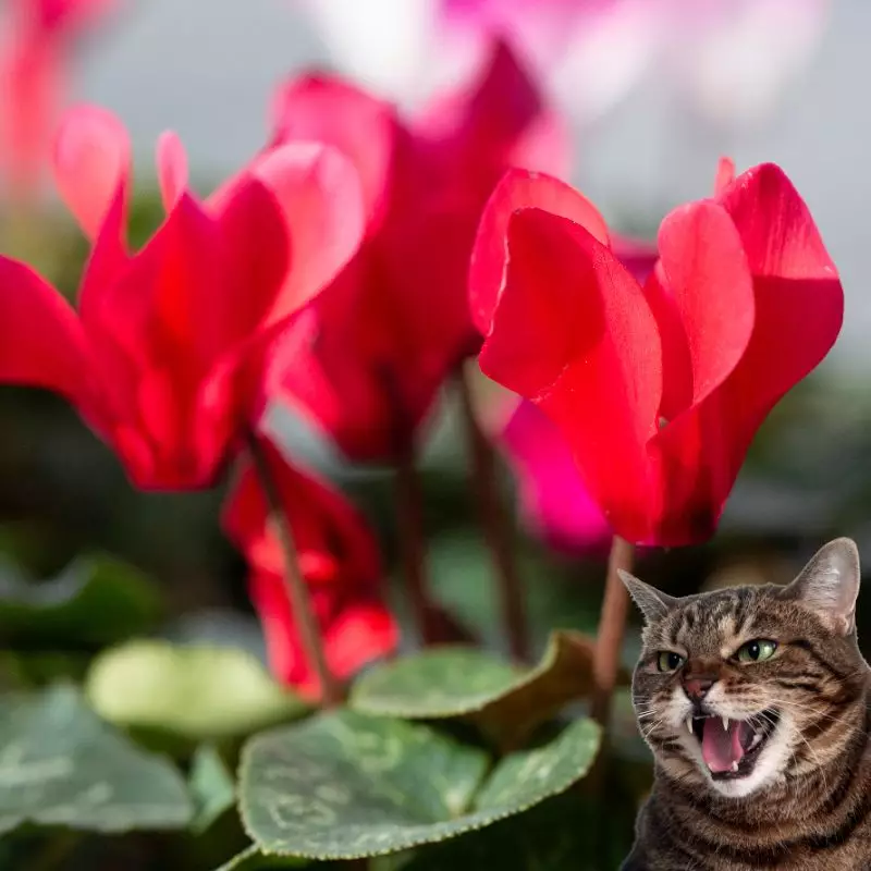 Cat hisses at Cyclamen