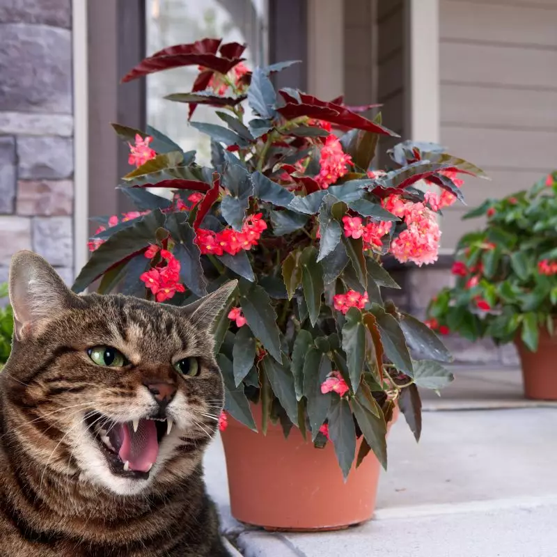 Cat hisses at Elephant-Ear Begonia