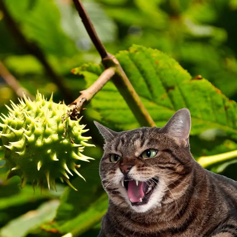 Cat hisses at Horse Chestnut