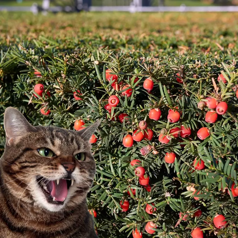 Cat hisses at english yew