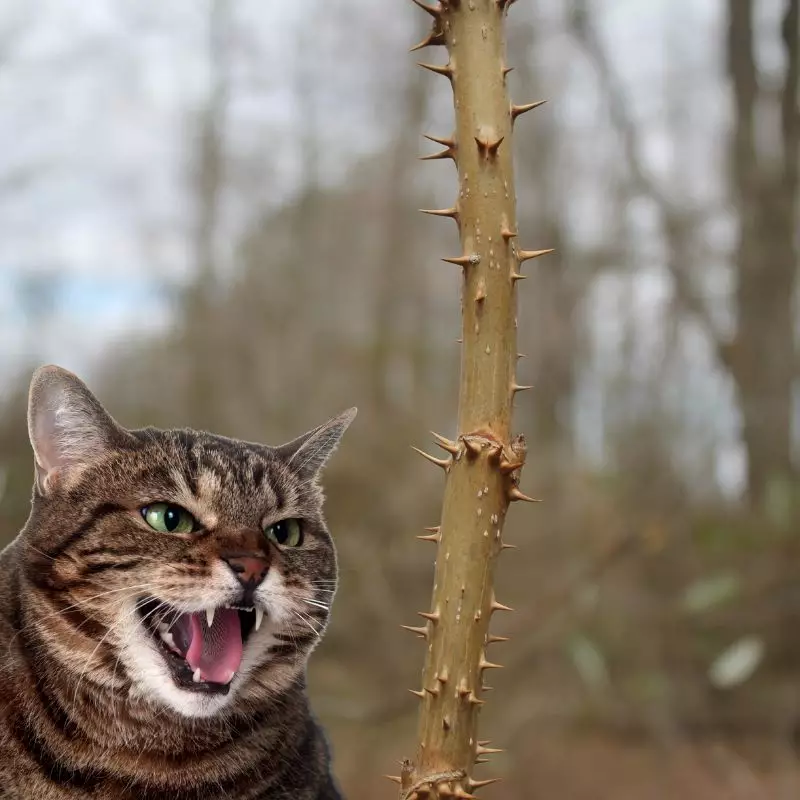 Cat hissing at Devil’s Walkingstick