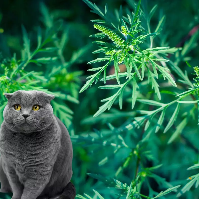 Cat sits near Ambrosia Mexicana