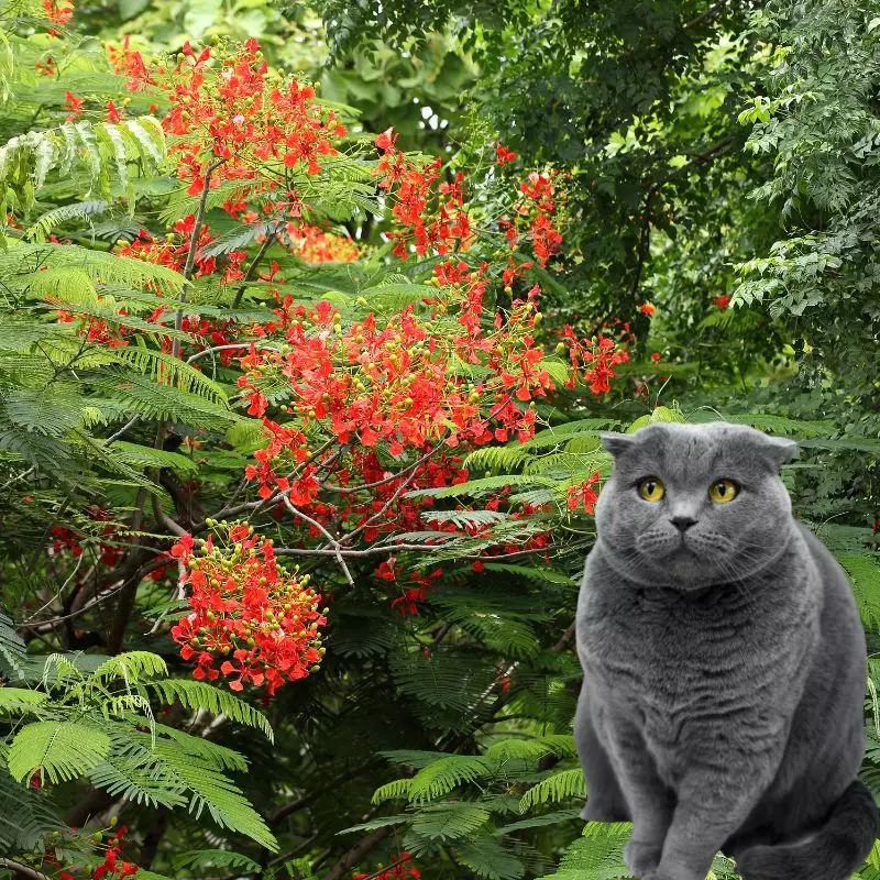 Cat sits near Barbados Pride