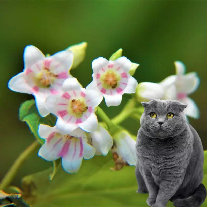 Cat sits near Bitter Root