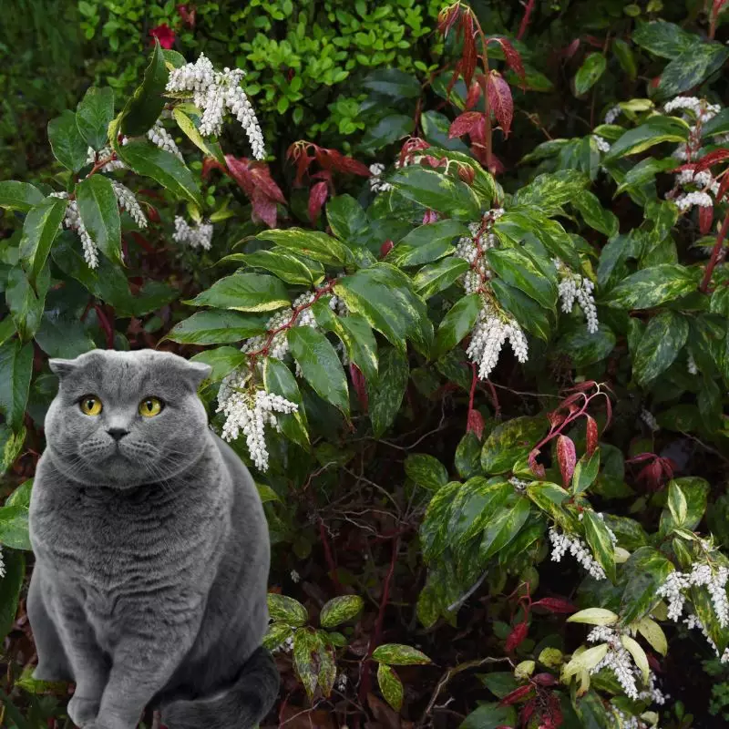 Cat sits near Black Laurel