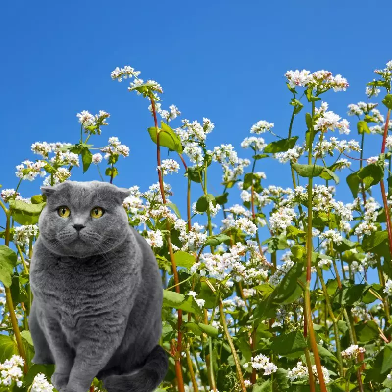 Cat sits near Buckwheat