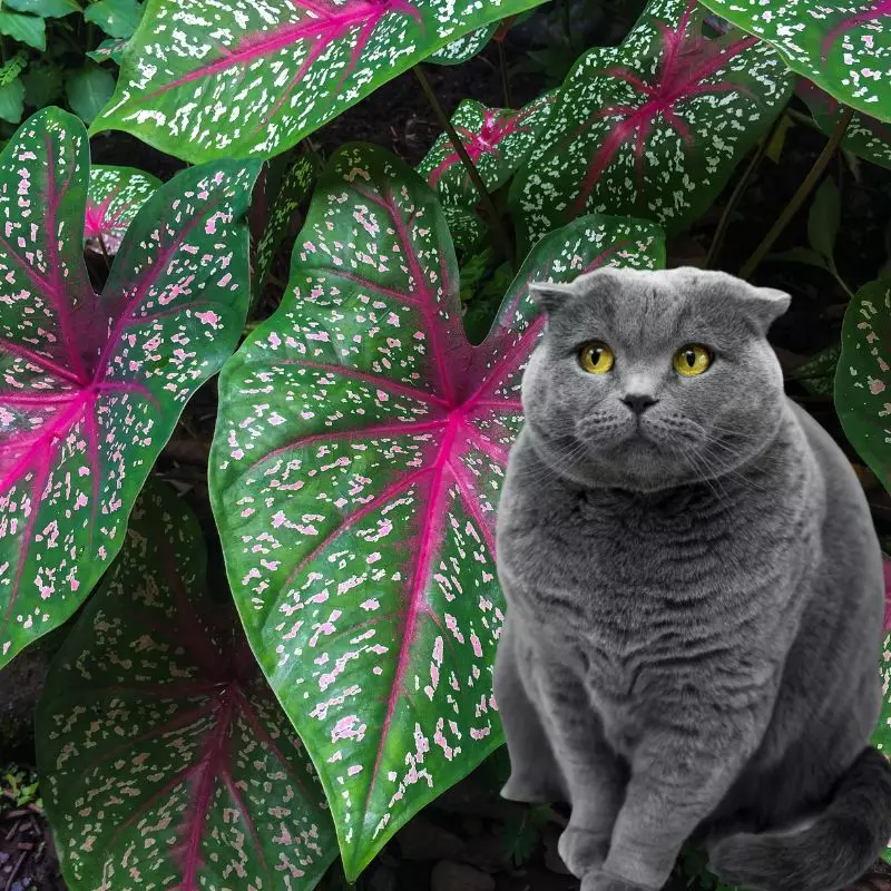 Cat sits near Caladium