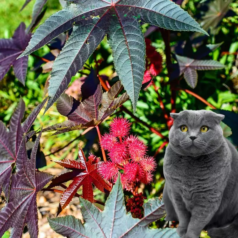Cat sits near Castor Bean Plant