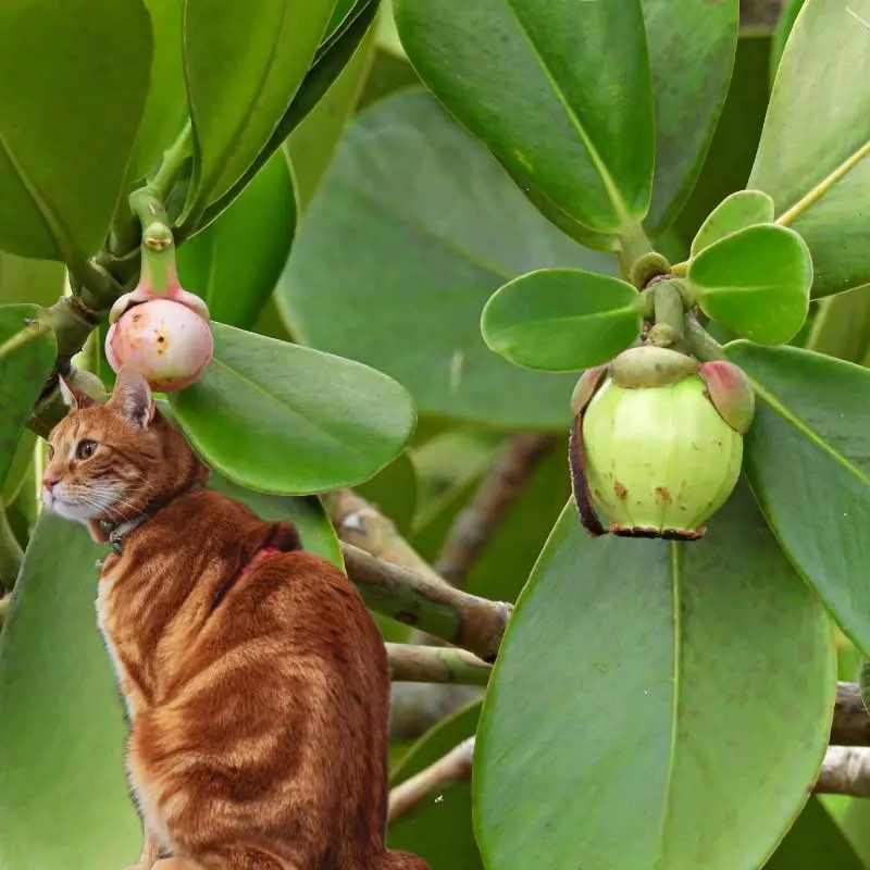 Cat sits near Clusia Rosea