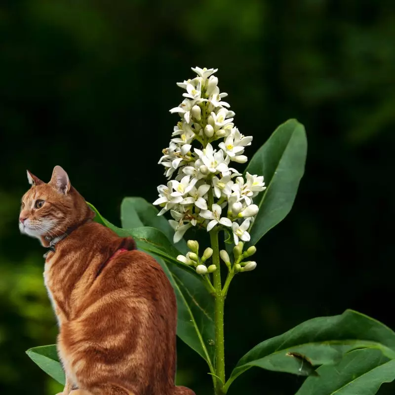 Cat sits near Common Privet