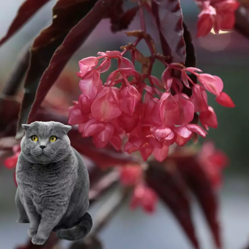 Cat sits near Elephant-Ear Begonia