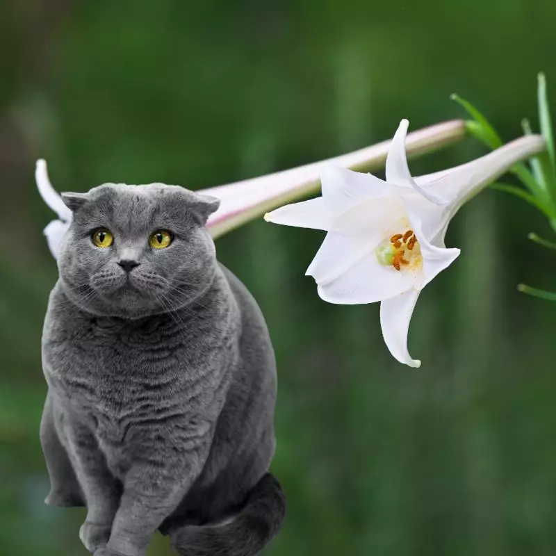 Cat sits near easter lilies
