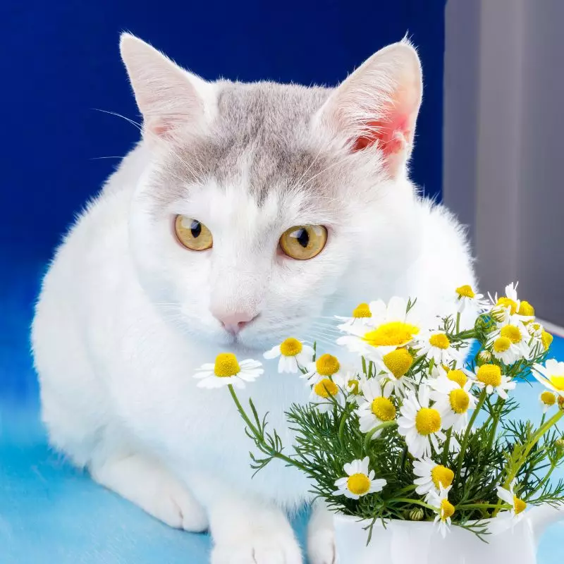 Cat with daisies nearby