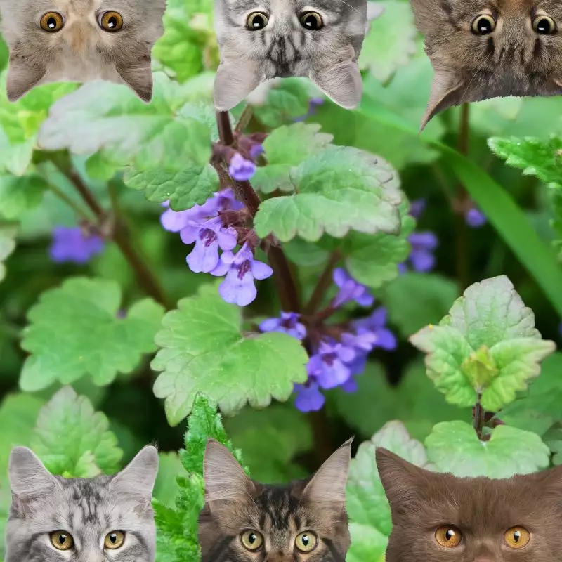 Catnip and cats