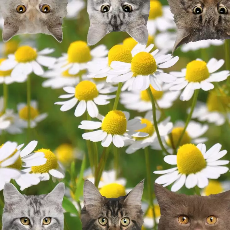 Chamomile and cats