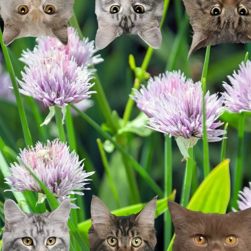 Chives and cats