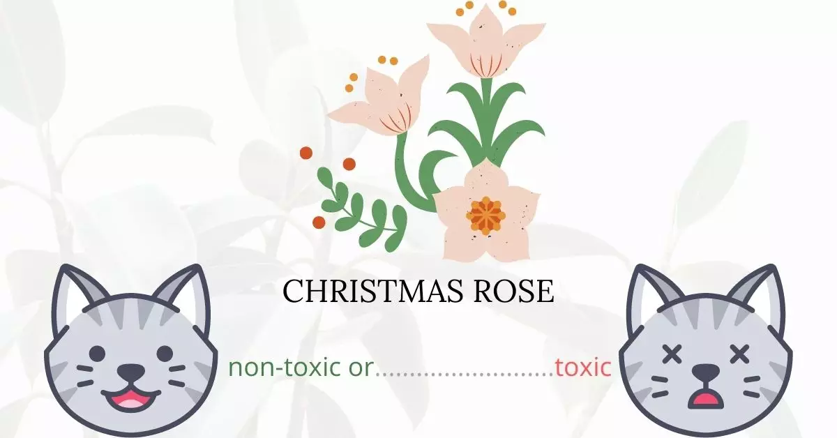 Is Christmas Rose or Hellebore Toxic To Cats? 