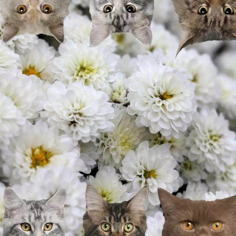 Chrysanthemum and cats