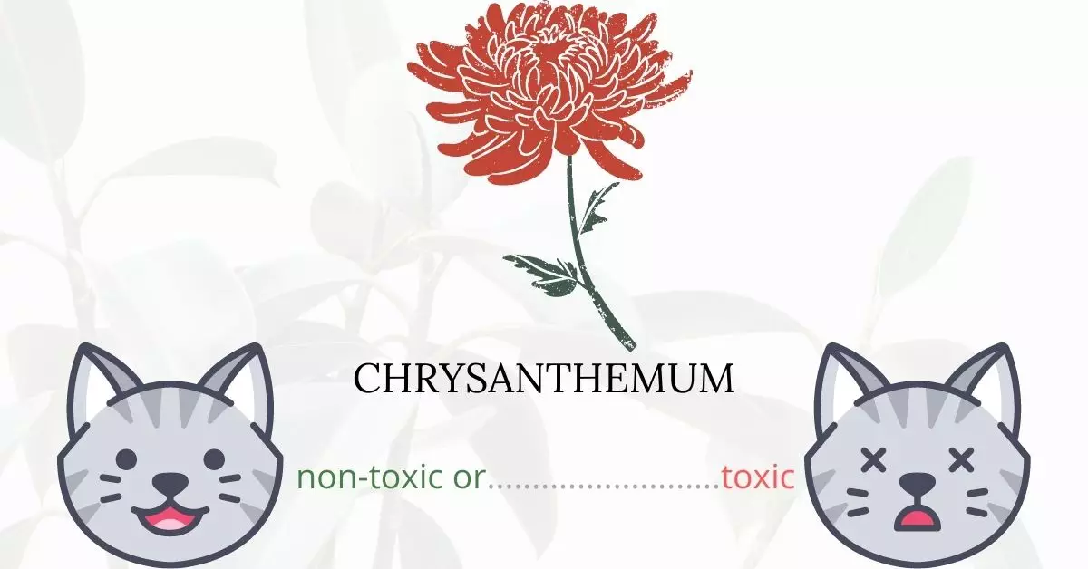 Is Chrysanthemum or Mum Plant Toxic To Cats? 