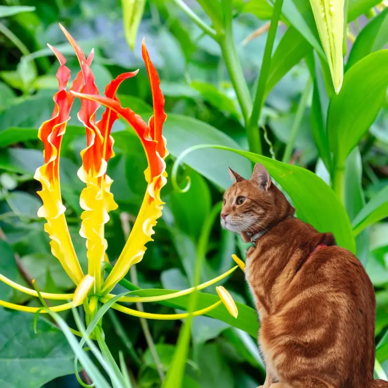Climbing Lily and a cat nearby