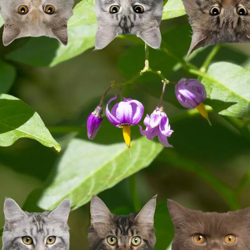 Climbing Nightshade and cats