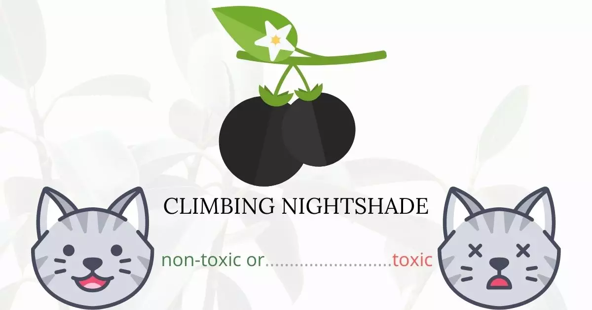Is Climbing Nightshade Toxic To Cats? 