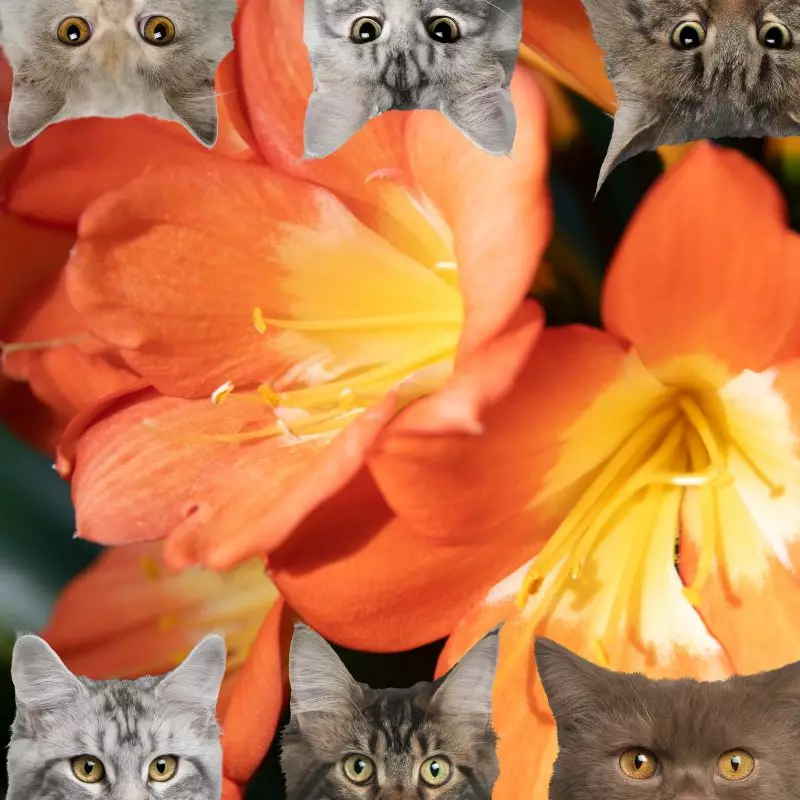 Clivia Lily and cats