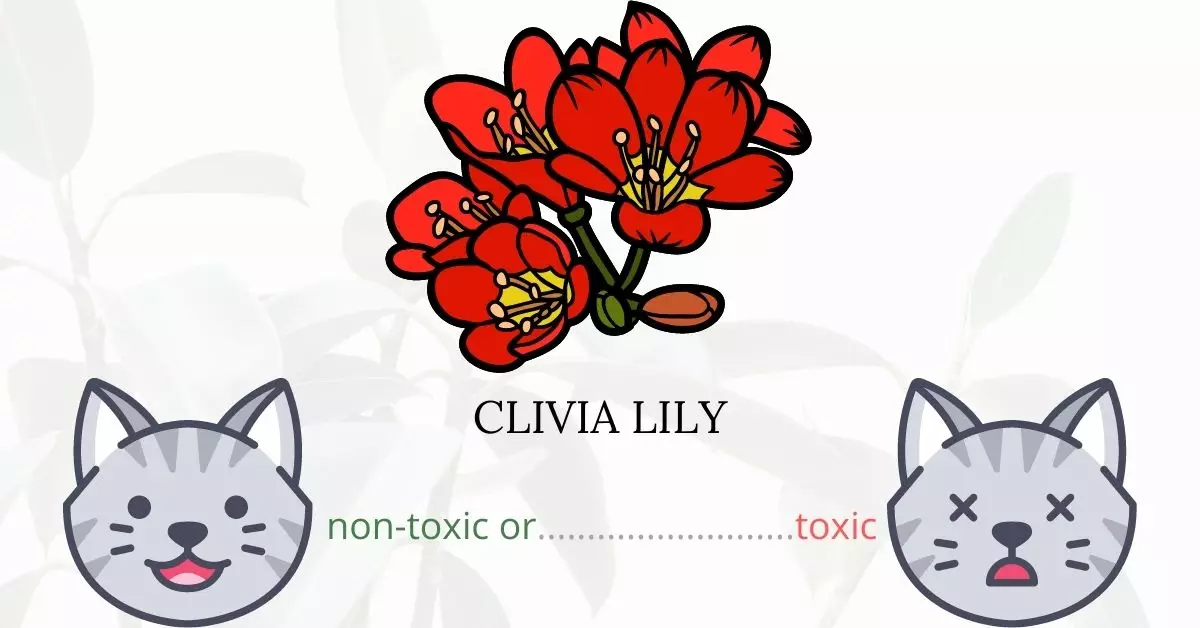 Is Clivia Lily Toxic To Cats? 