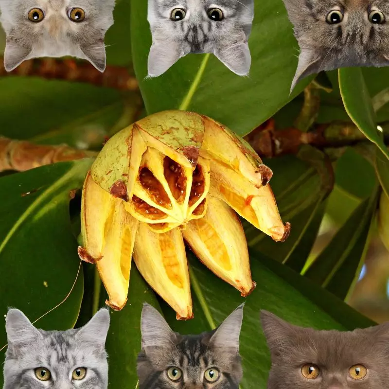 Clusia Rosea and cats