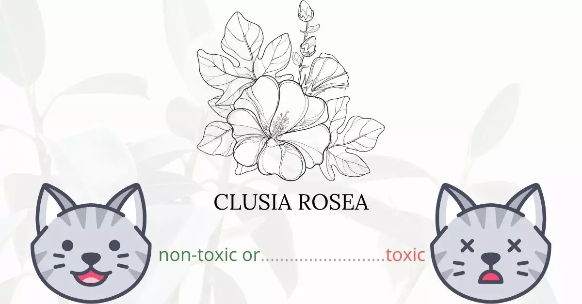 Is Clusia Rosea or Autograph Tree Toxic To Cats? 