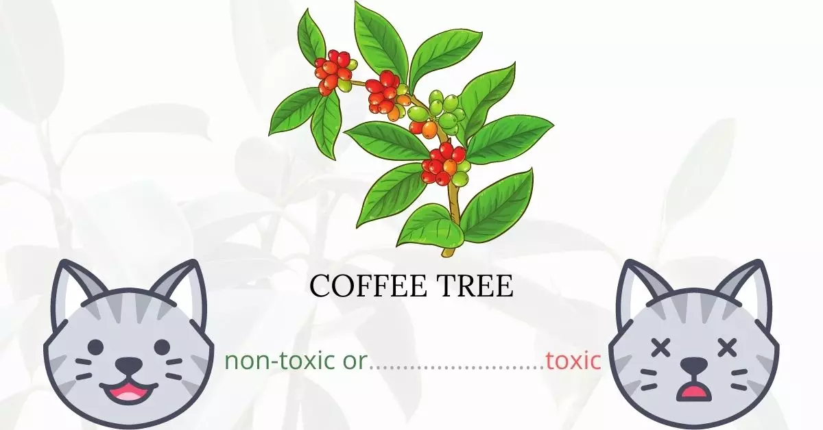 Is Coffee Tree or Geranium-Leaf Aralia Toxic To Cats? 