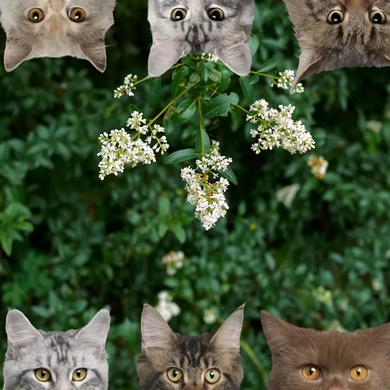 Common Privet and cats