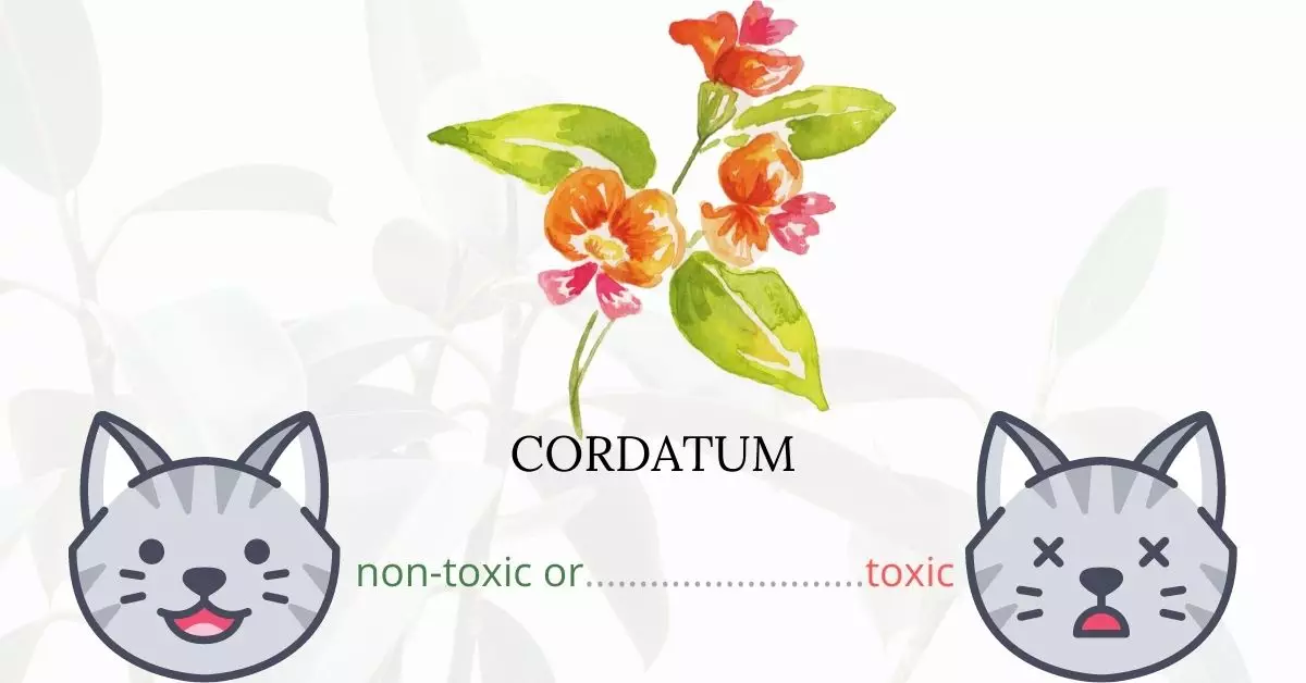 Is Cordatum or Heartleaf Philodendron Toxic To Cats? 