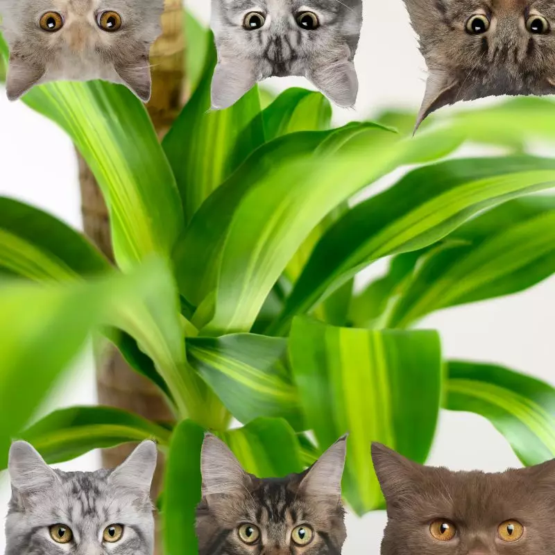 Corn Plant and cats