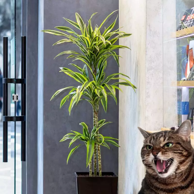Corn Plant with a cat hissing at it