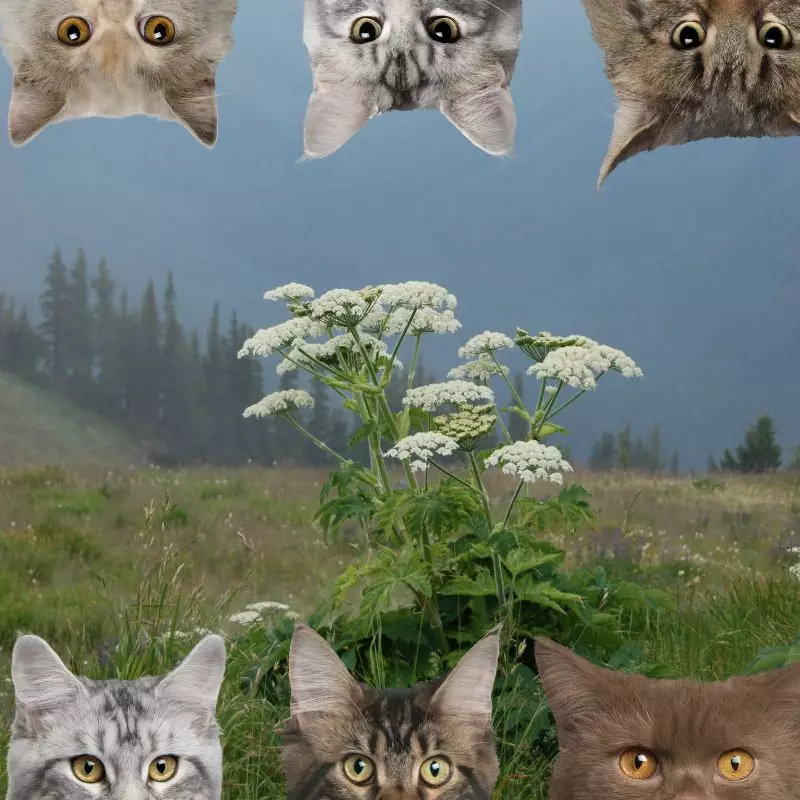Cow Parsnip and cats