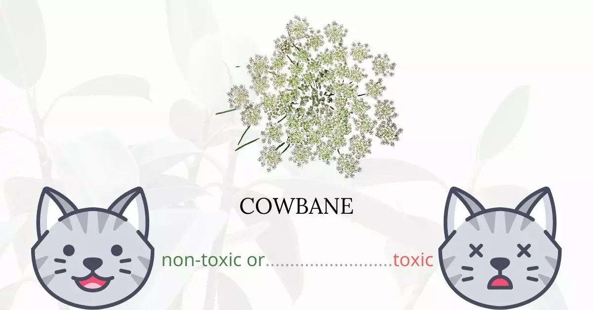 Is Cowbane or Water Hemlock Toxic To Cats? 