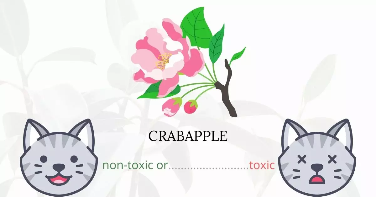 Is Apple or Crabapple Toxic To Cats?