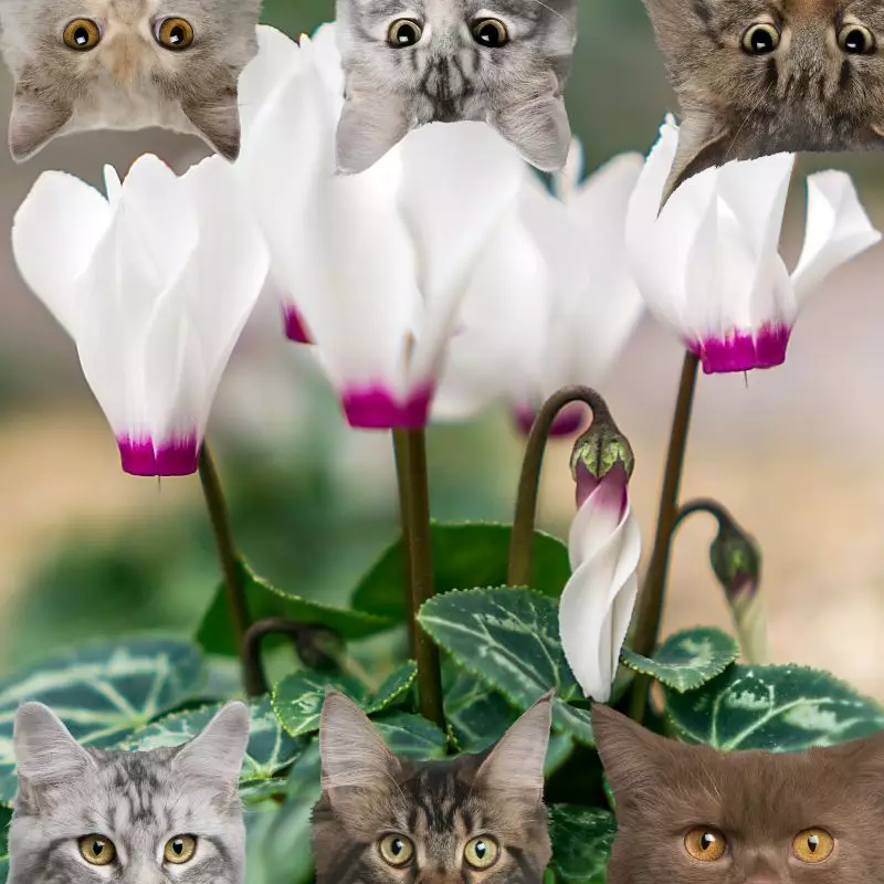 Cyclamen and cats